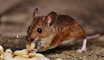 24 Hour & Emergency Exterminators in Davidson, NC